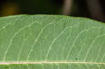 Purple milkweed